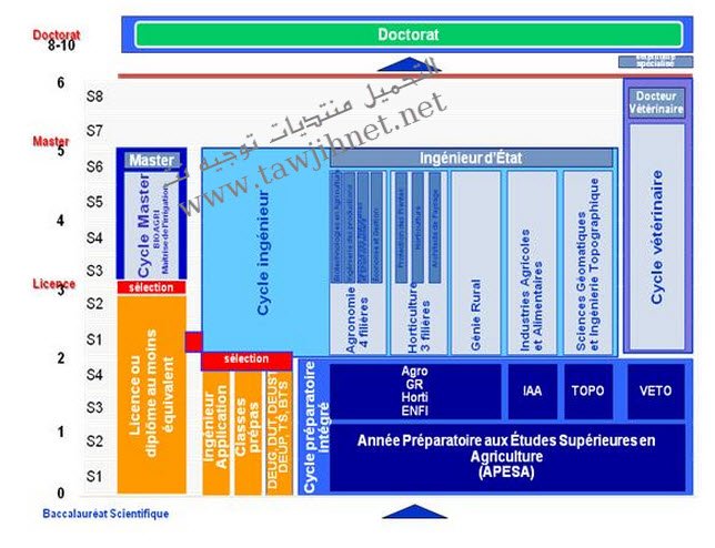 apesa-histogramme-tawjihnet.jpg