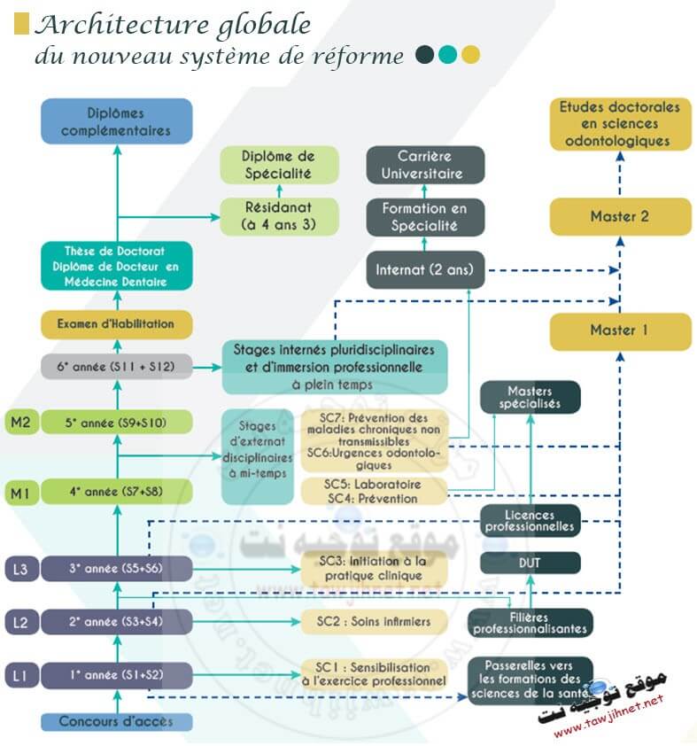 dentaire-LMD-tawjihnet.jpg